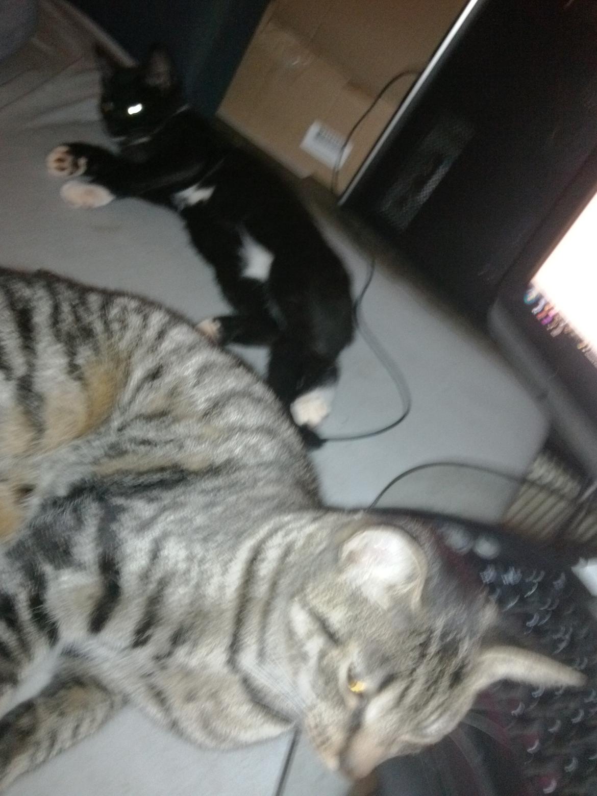 Huskat Bob d 2. billede 7