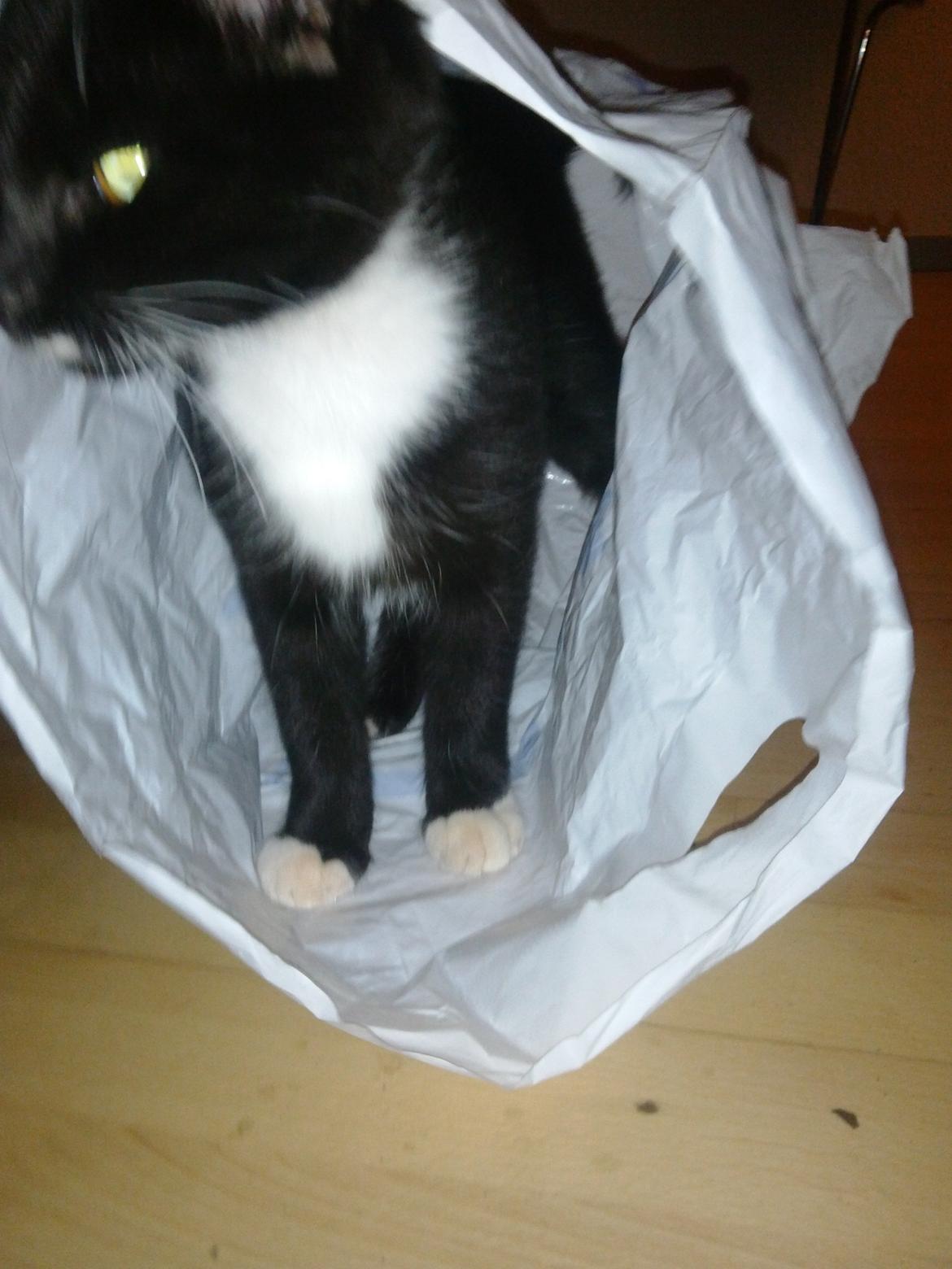 Huskat Bob d 2. billede 8