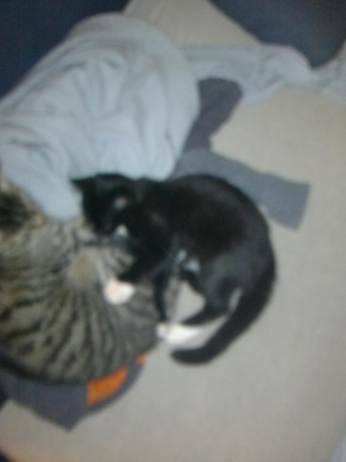 Huskat Bob d 2. billede 9