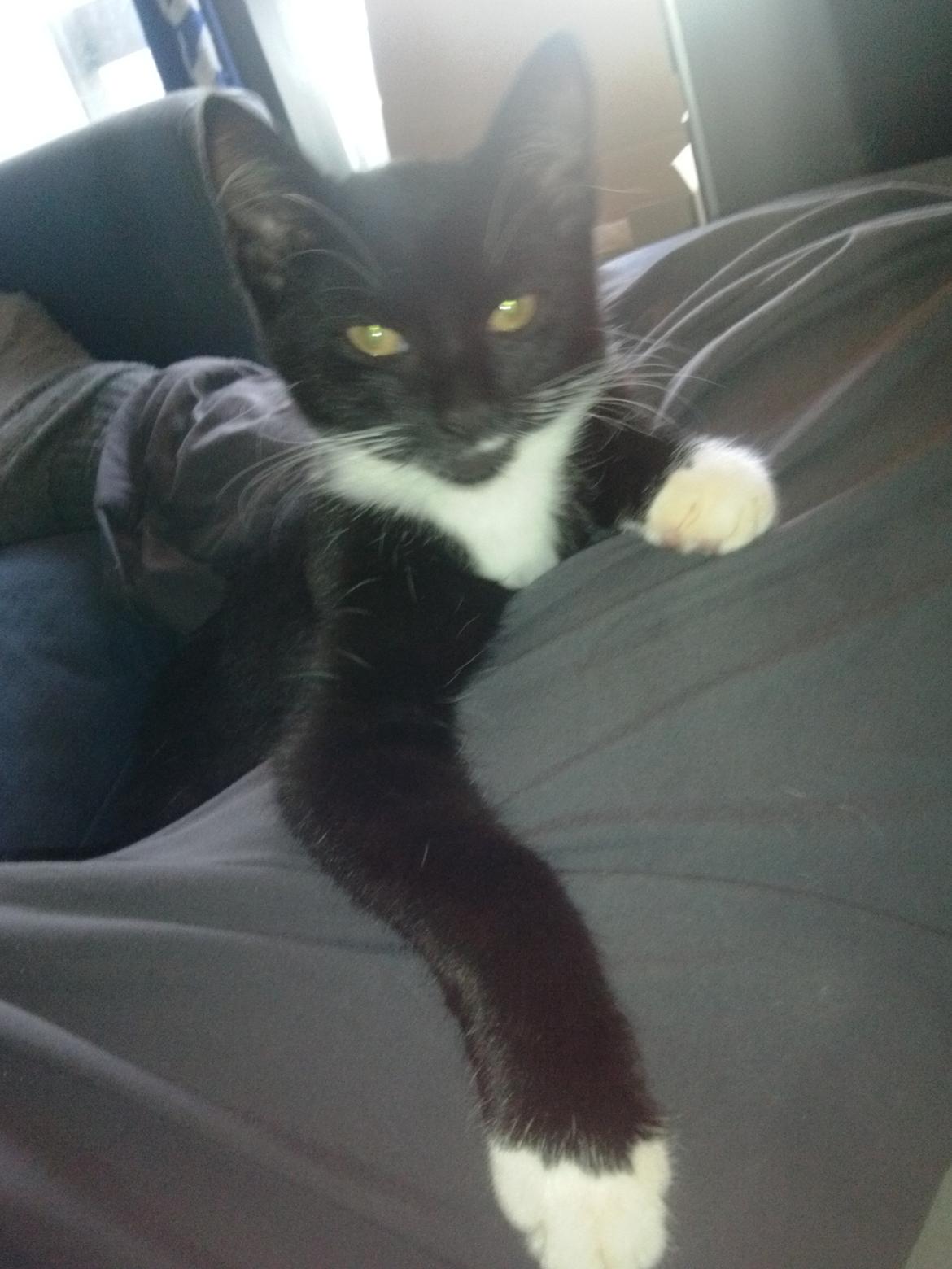 Huskat Bob d 2. billede 10