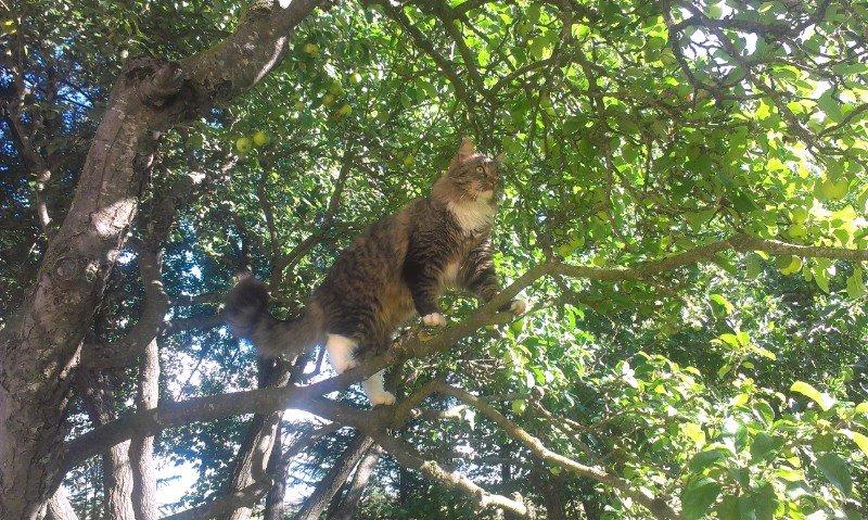 Maine Coon Leopold billede 30