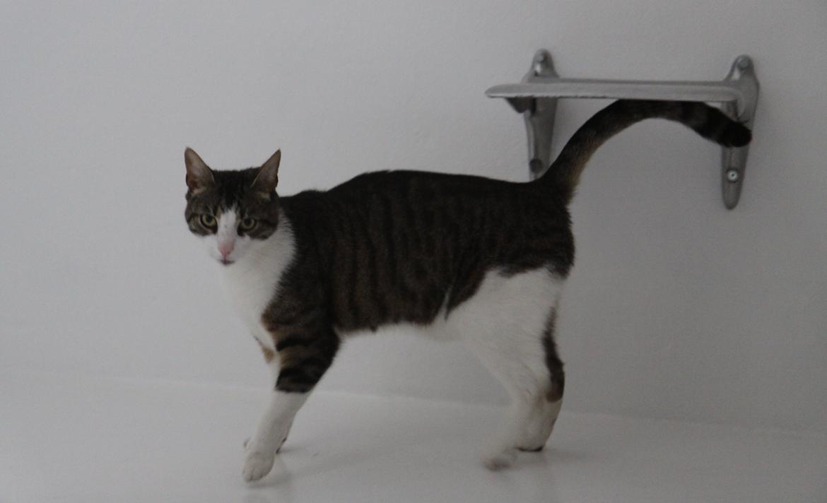 Blanding af racer Bo billede 9