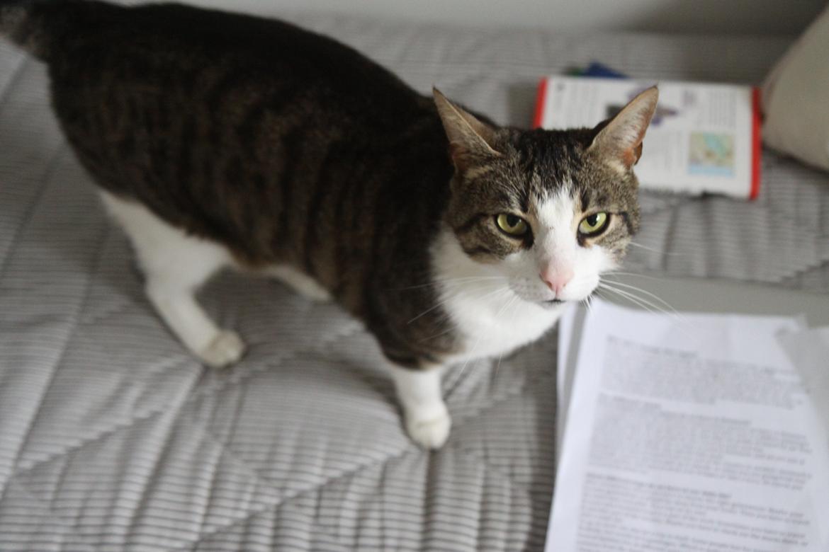 Blanding af racer Bo - Et af mine yndlingsbilleder af Bo billede 10