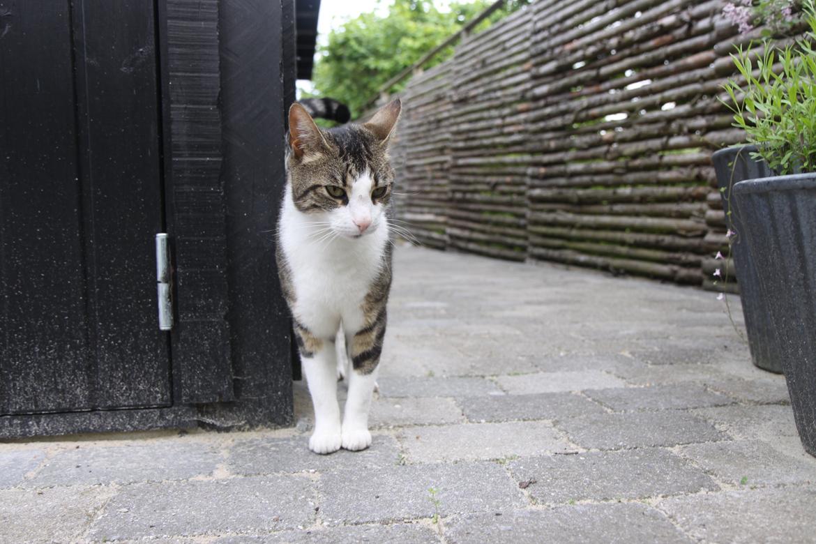 Blanding af racer Bo billede 11