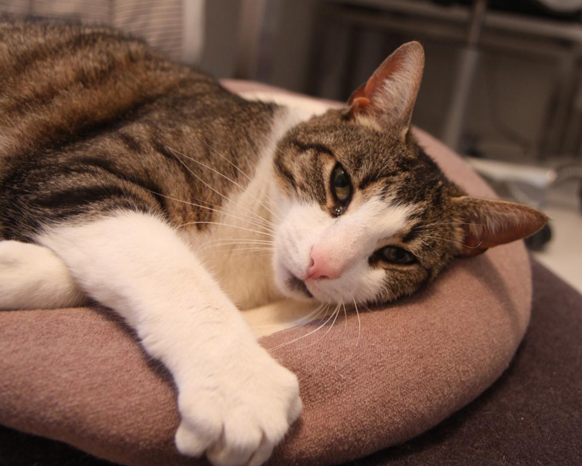 Blanding af racer Bo billede 12