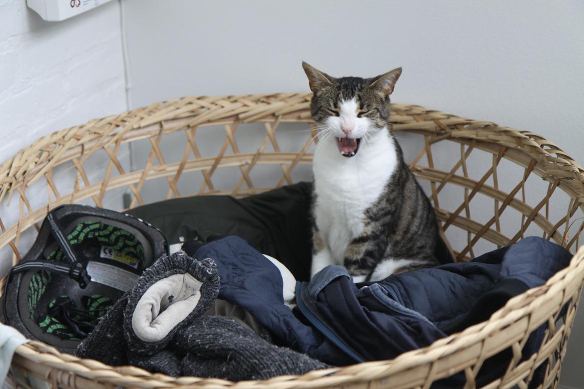 Blanding af racer Bo - DER gemte han sig!! billede 14