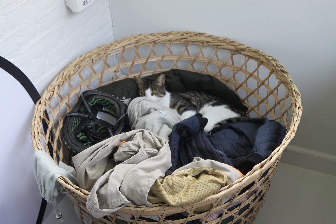 Blanding af racer Bo - Kan du finde katten? billede 13