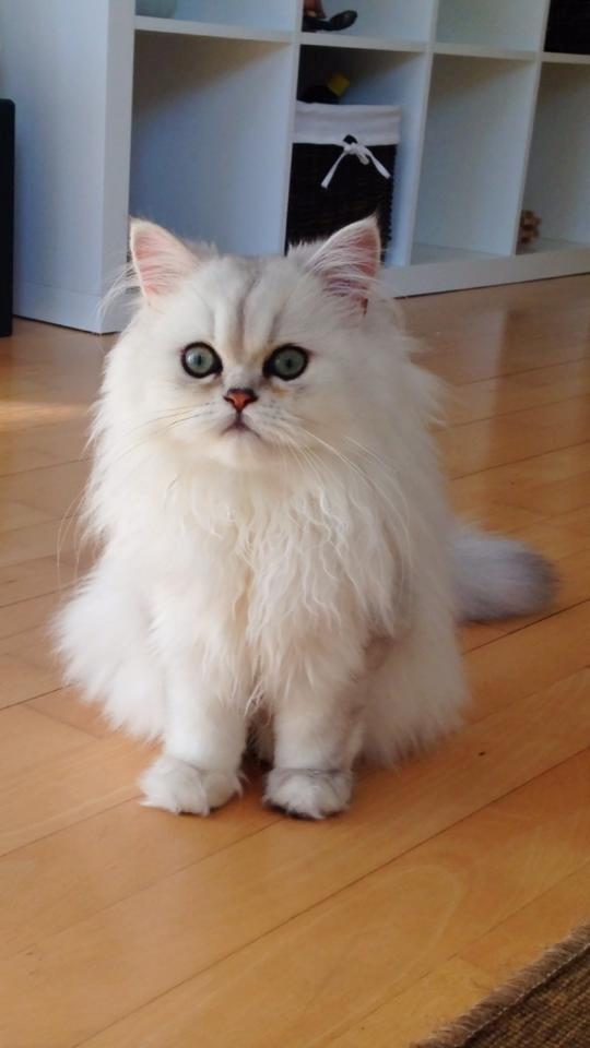 Perser Baron Bright Bently Beauperfield DK - 6 mdr. gammel. En stor mand nu :) billede 2