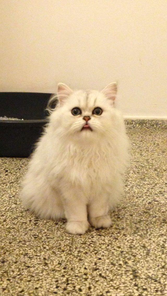 Perser Baron Bright Bently Beauperfield DK - :P rækker tunge billede 3