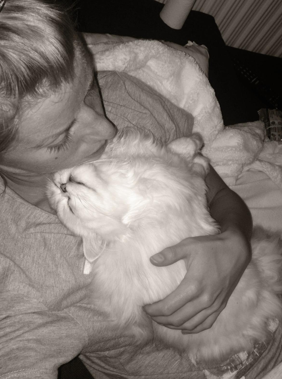 Perser Baron Bright Bently Beauperfield DK billede 6