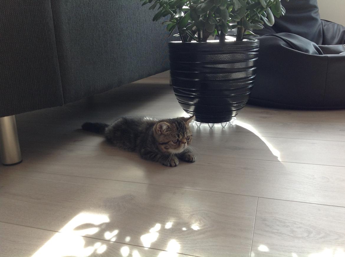 Exotic Bertram billede 1