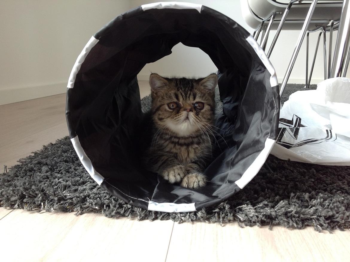 Exotic Bertram billede 2