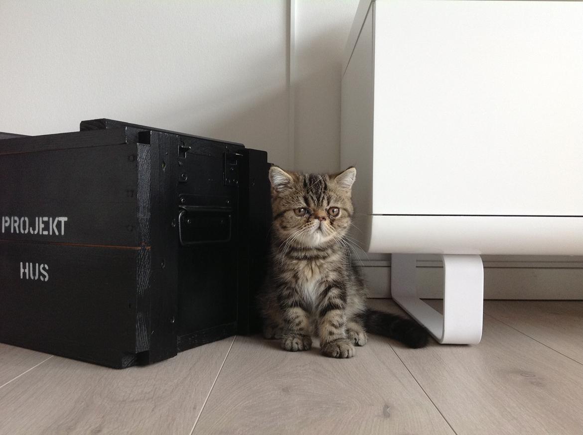 Exotic Bertram billede 3