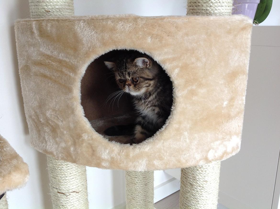 Exotic Bertram billede 4