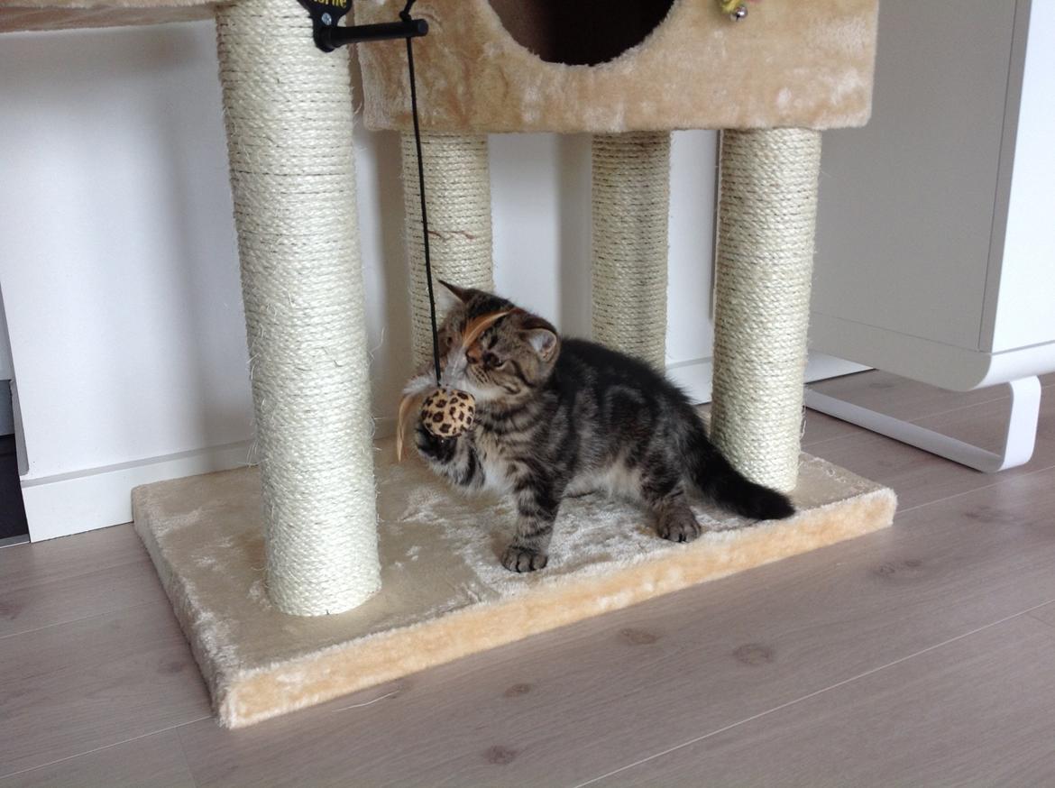 Exotic Bertram billede 5