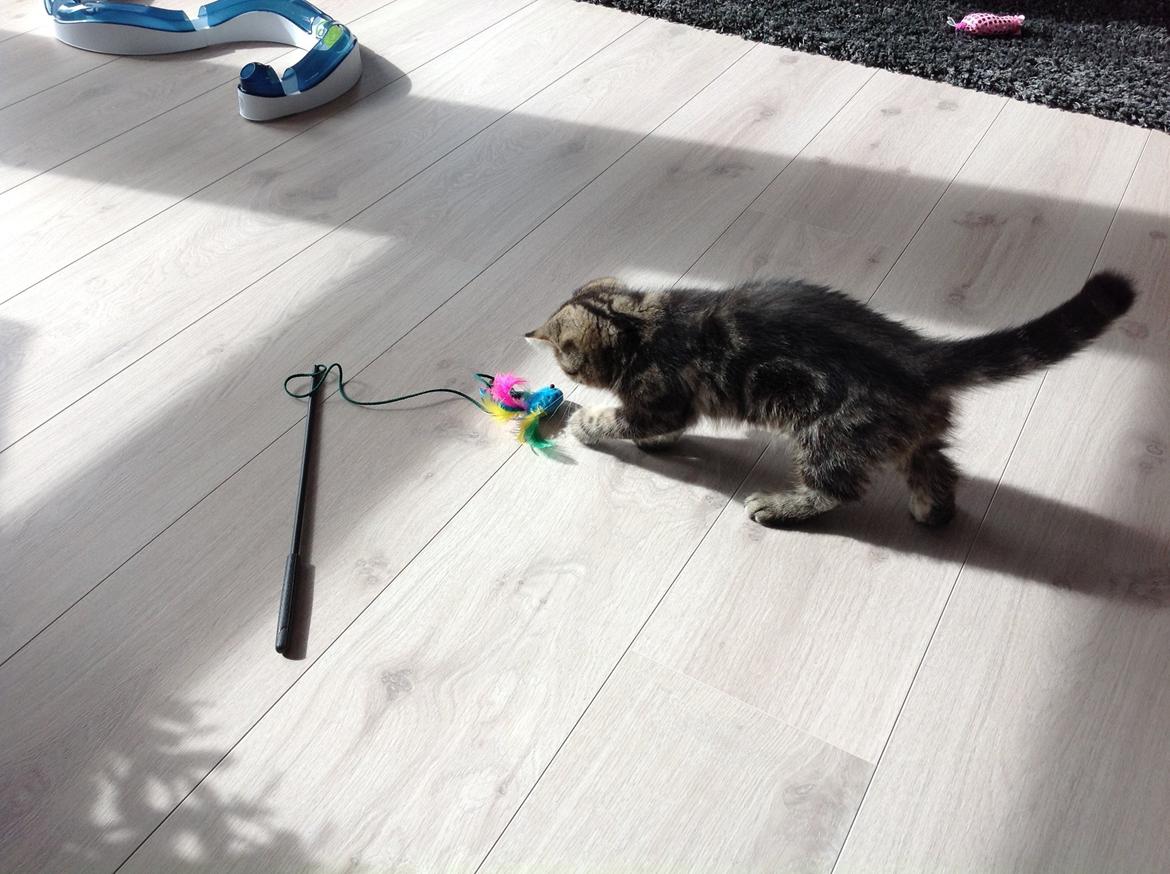 Exotic Bertram billede 6