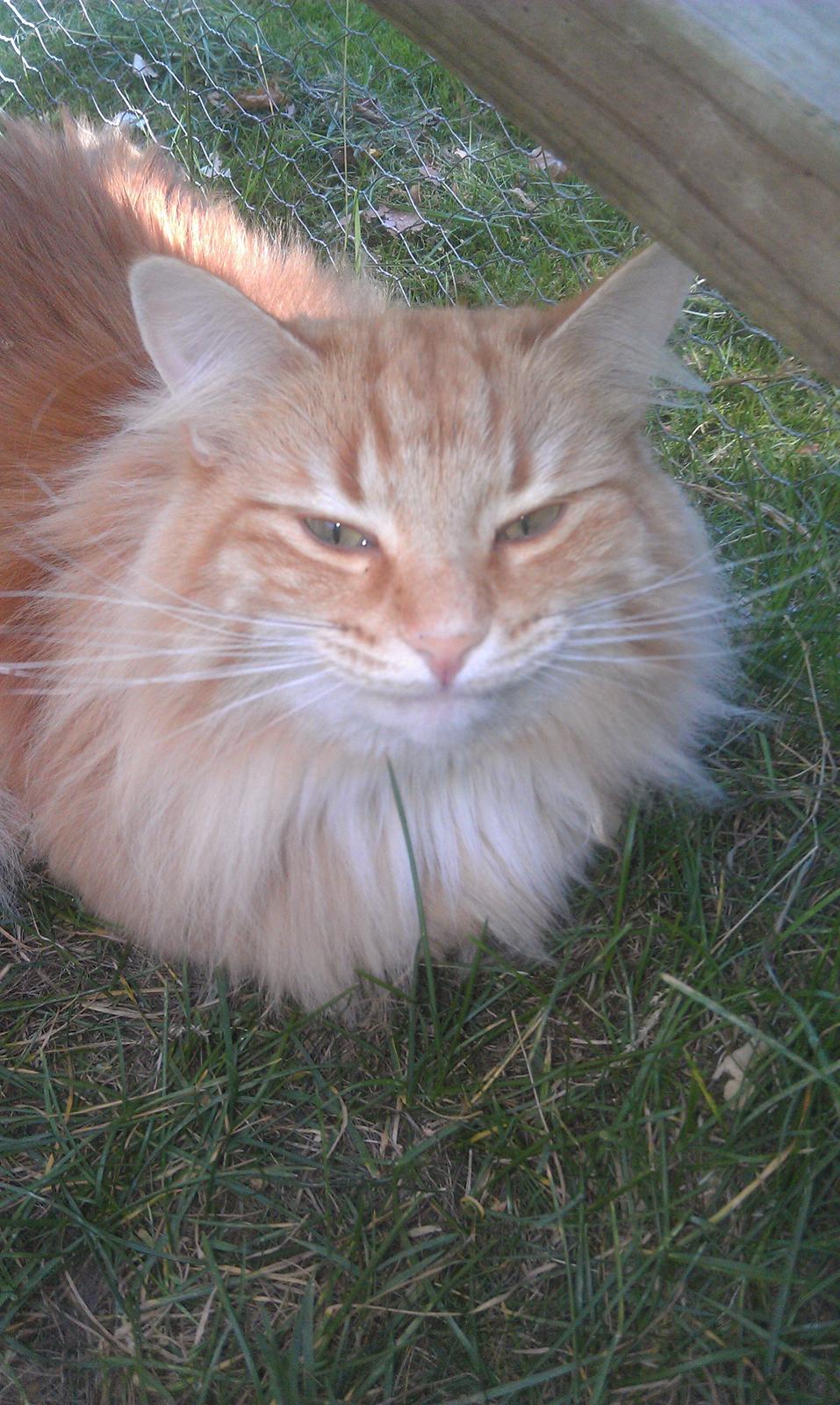 Norsk Skovkat Chat Woods Pipii - Pipii smiler :) billede 11