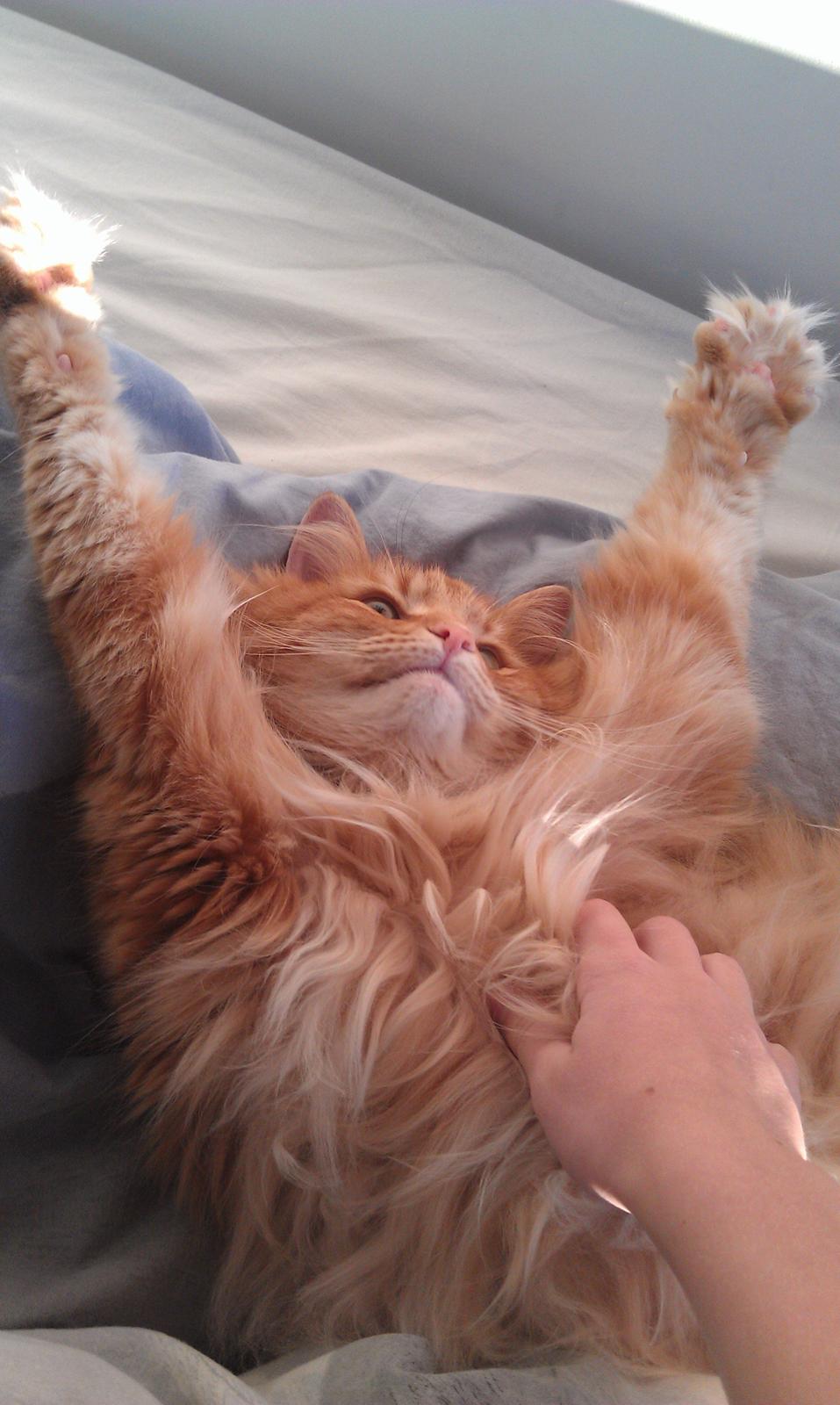 Norsk Skovkat Chat Woods Pipii - Dejligt at blive kløet på maven billede 14