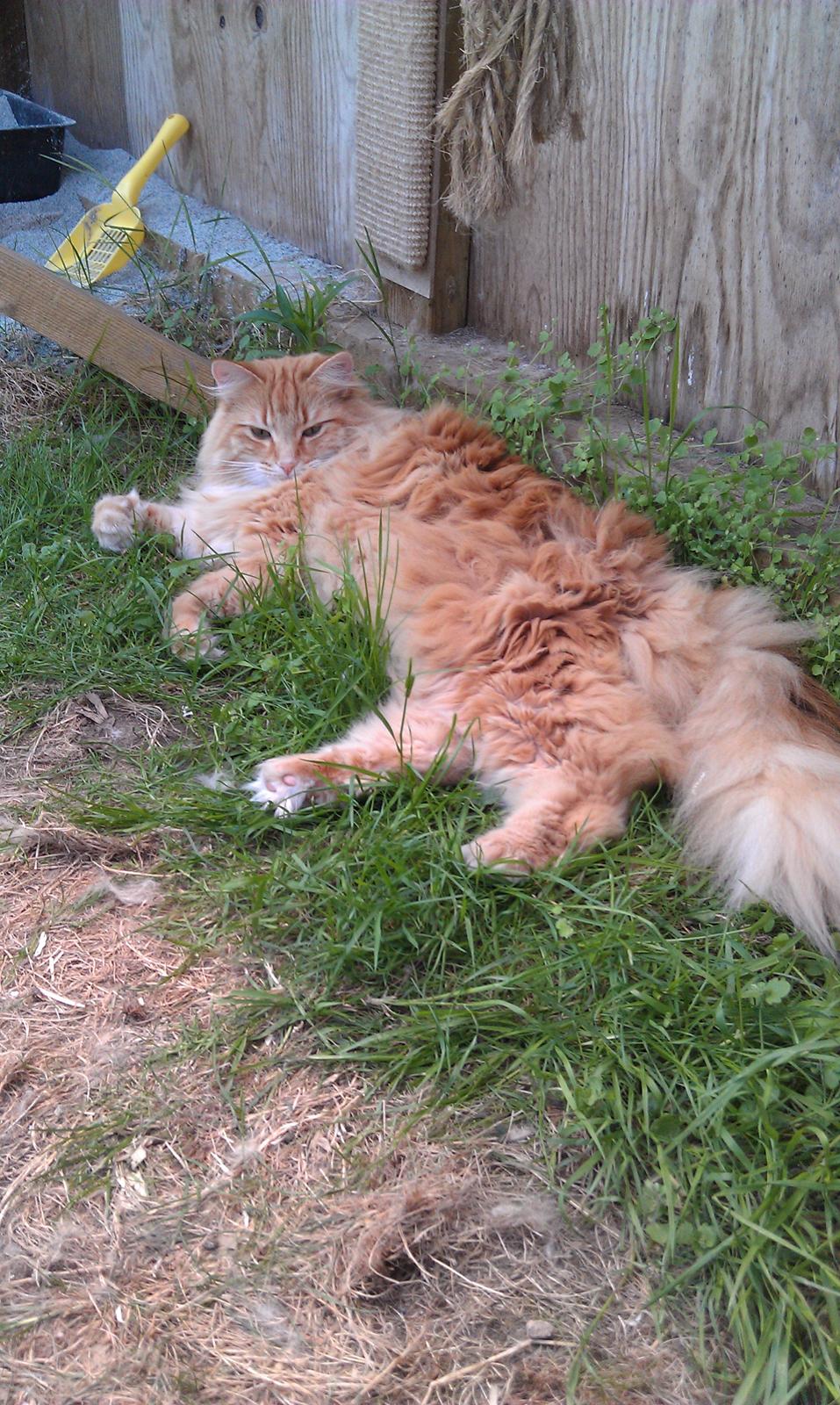 Norsk Skovkat Chat Woods Pipii billede 15