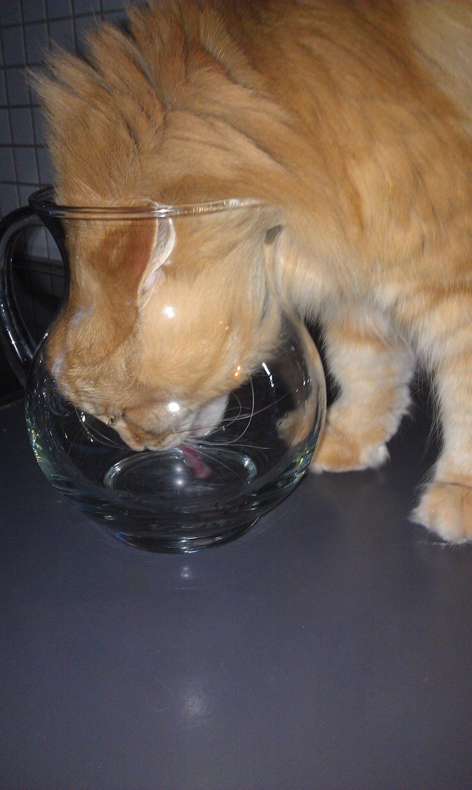 Norsk Skovkat Chat Woods Pipii - Hov Pipii hvad laver du? billede 16