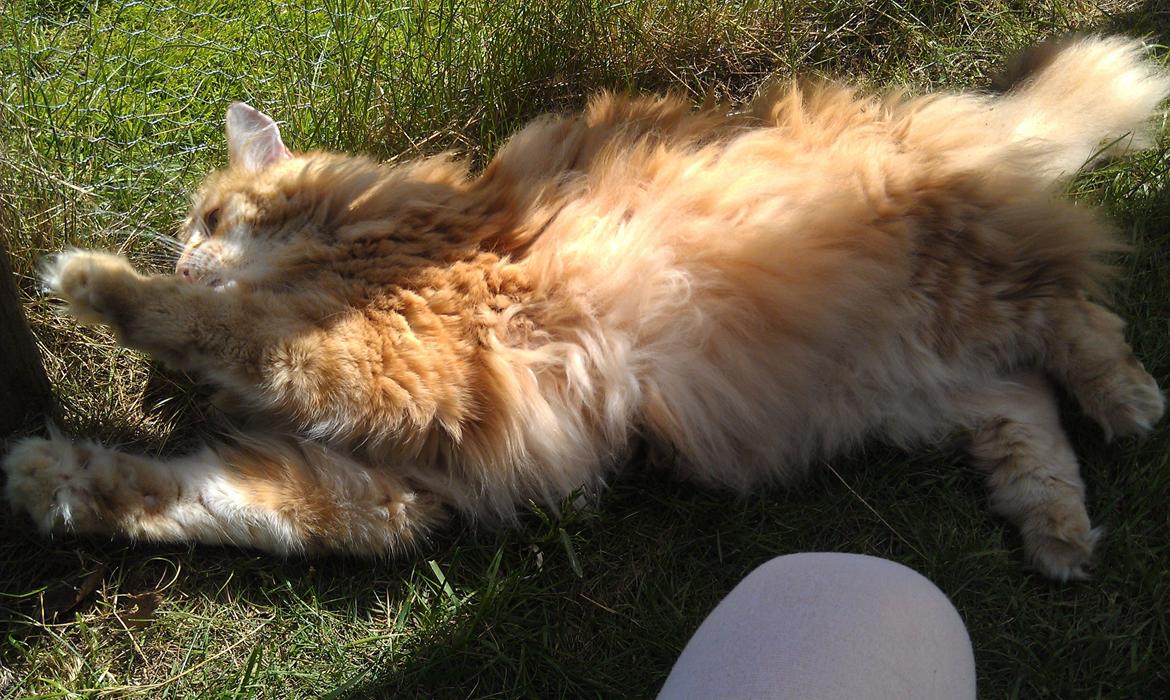 Norsk Skovkat Chat Woods Pipii billede 18