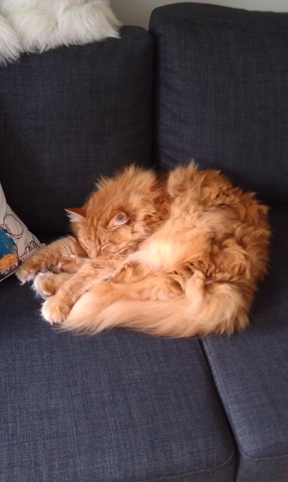 Norsk Skovkat Chat Woods Pipii - Godt med en lille lur  billede 19