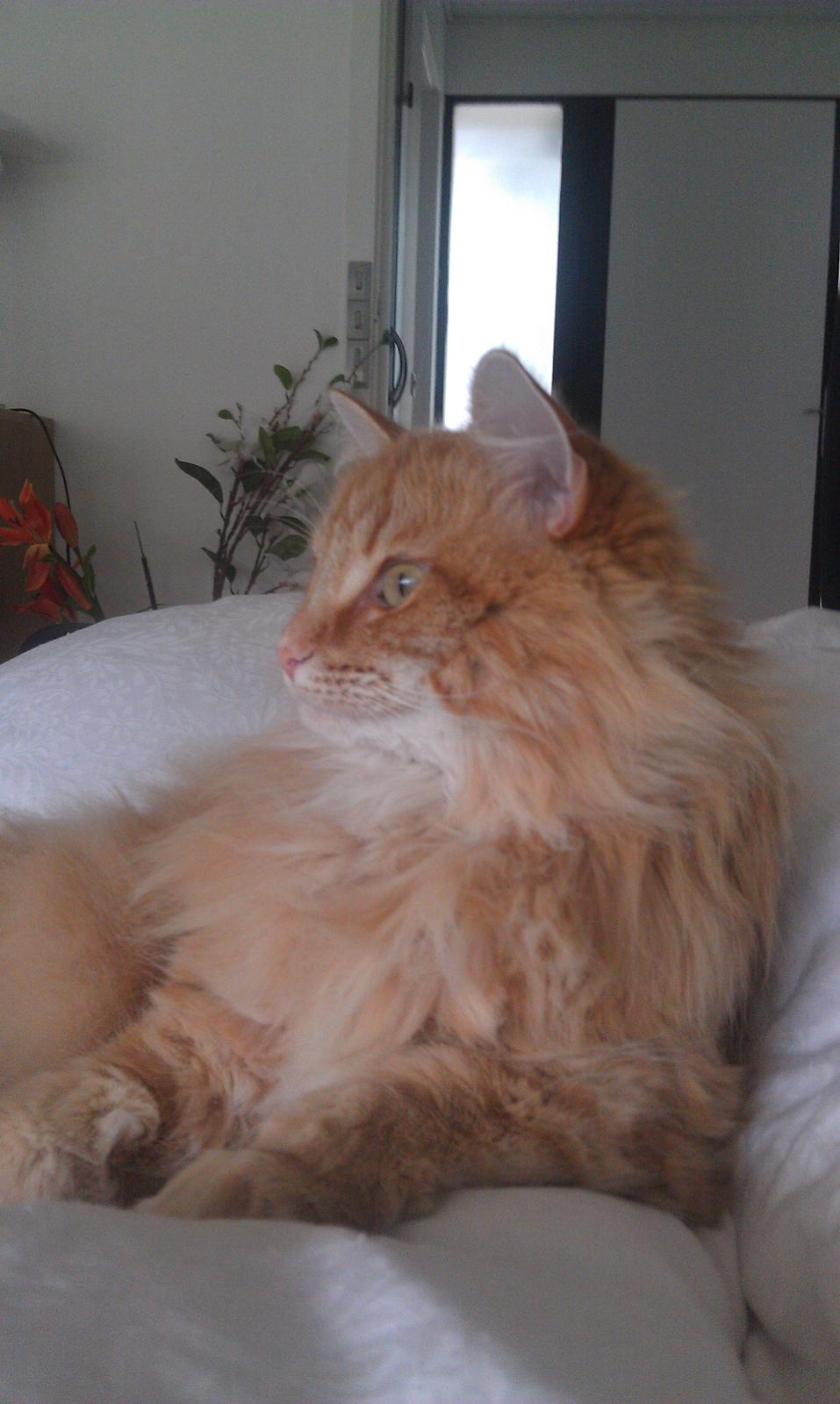 Norsk Skovkat Chat Woods Pipii billede 20