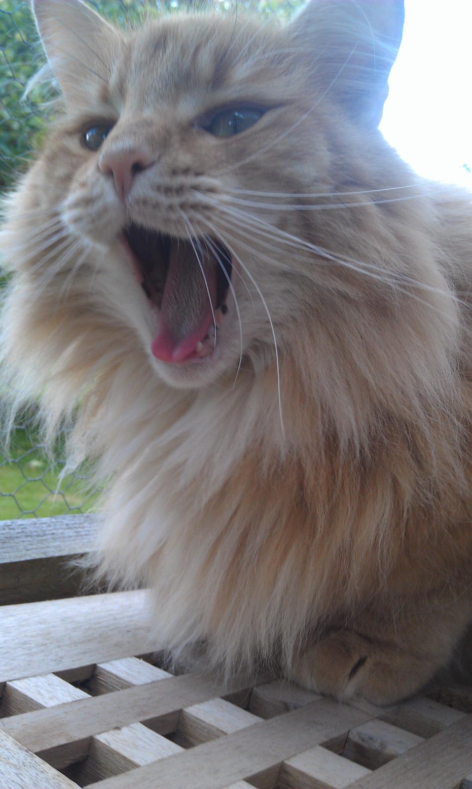 Norsk Skovkat Chat Woods Pipii billede 21