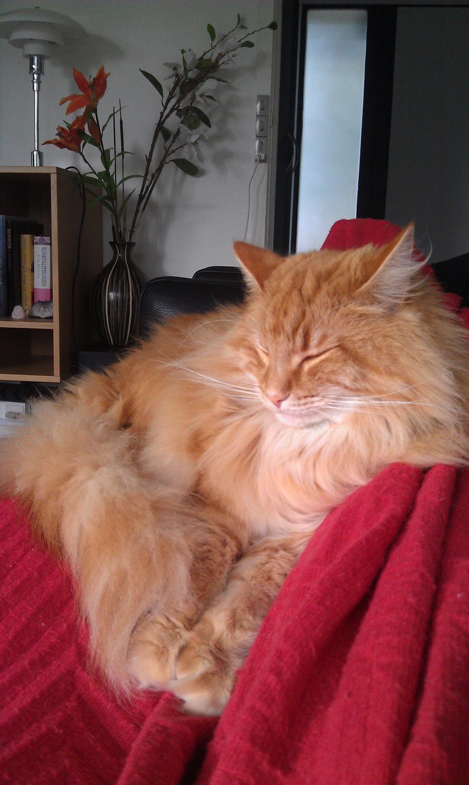 Norsk Skovkat Chat Woods Pipii billede 22