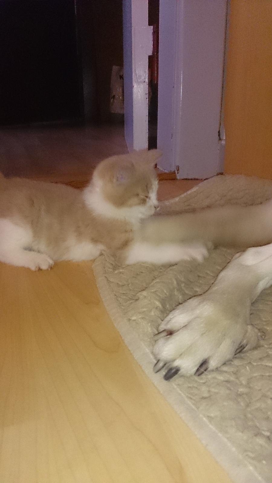 Blanding af racer Grisling (Blegfis) billede 4