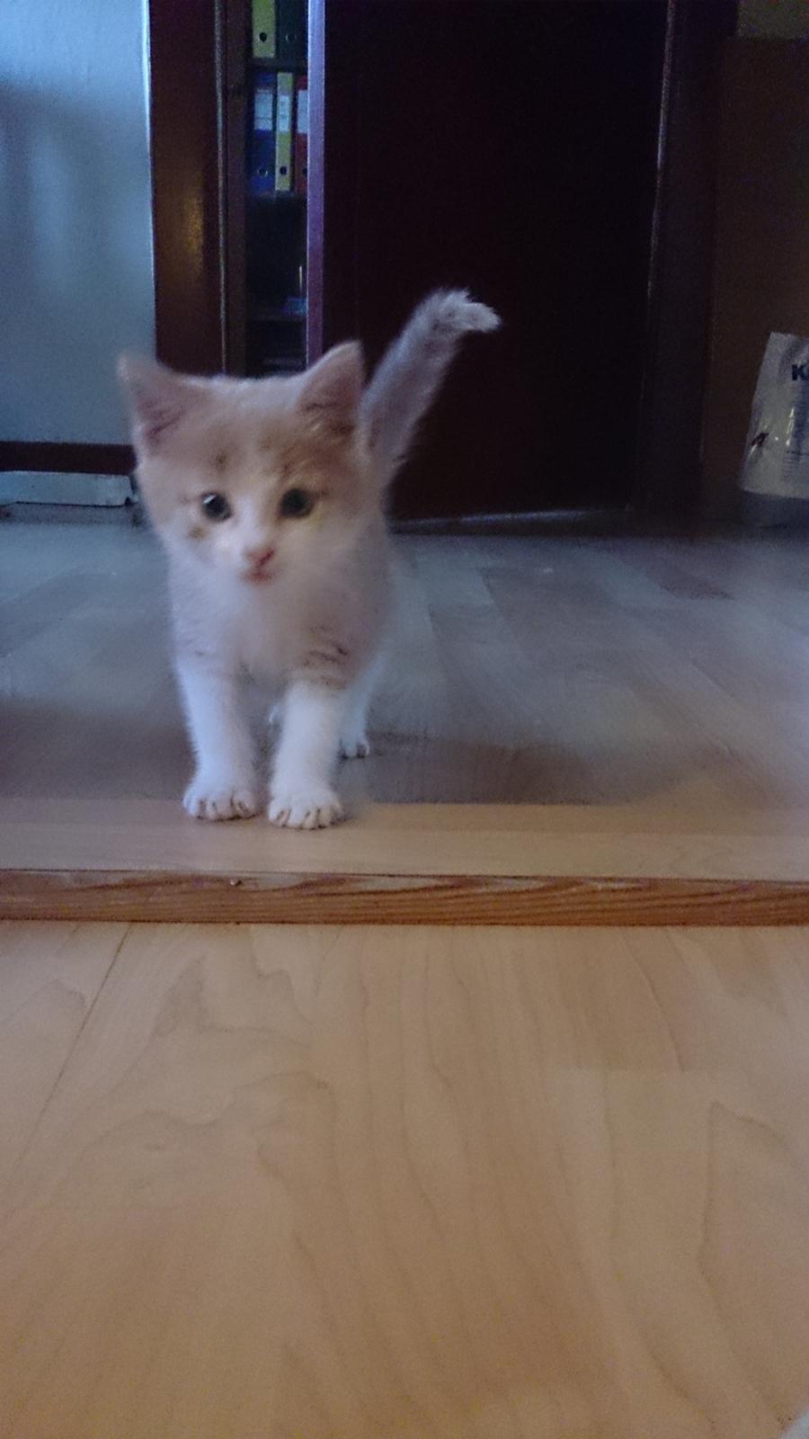 Blanding af racer Grisling (Blegfis) billede 5