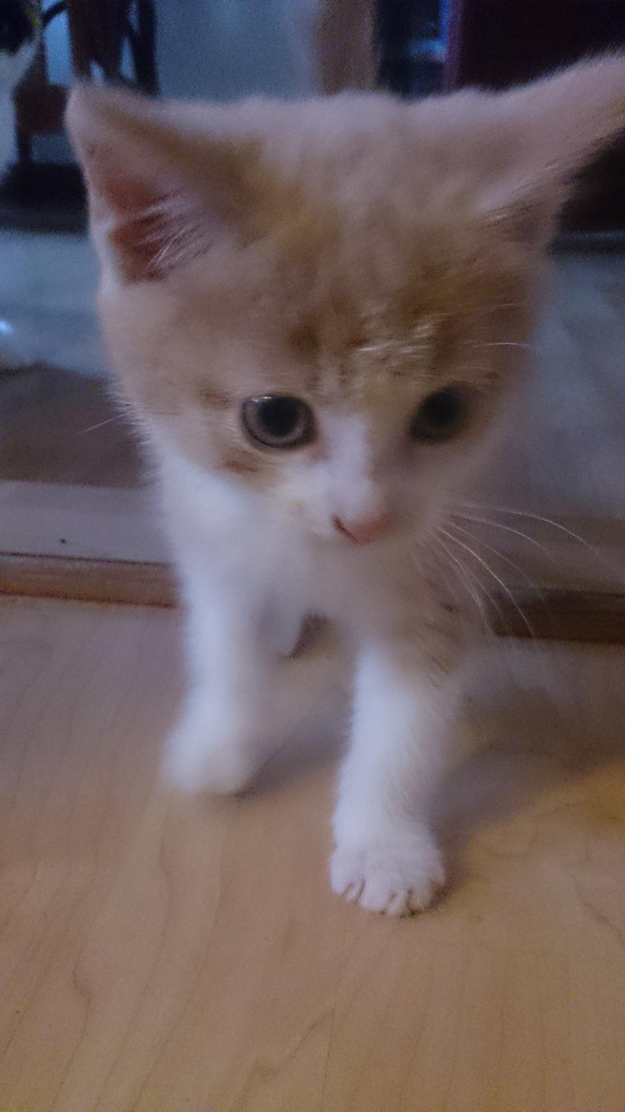 Blanding af racer Grisling (Blegfis) billede 6