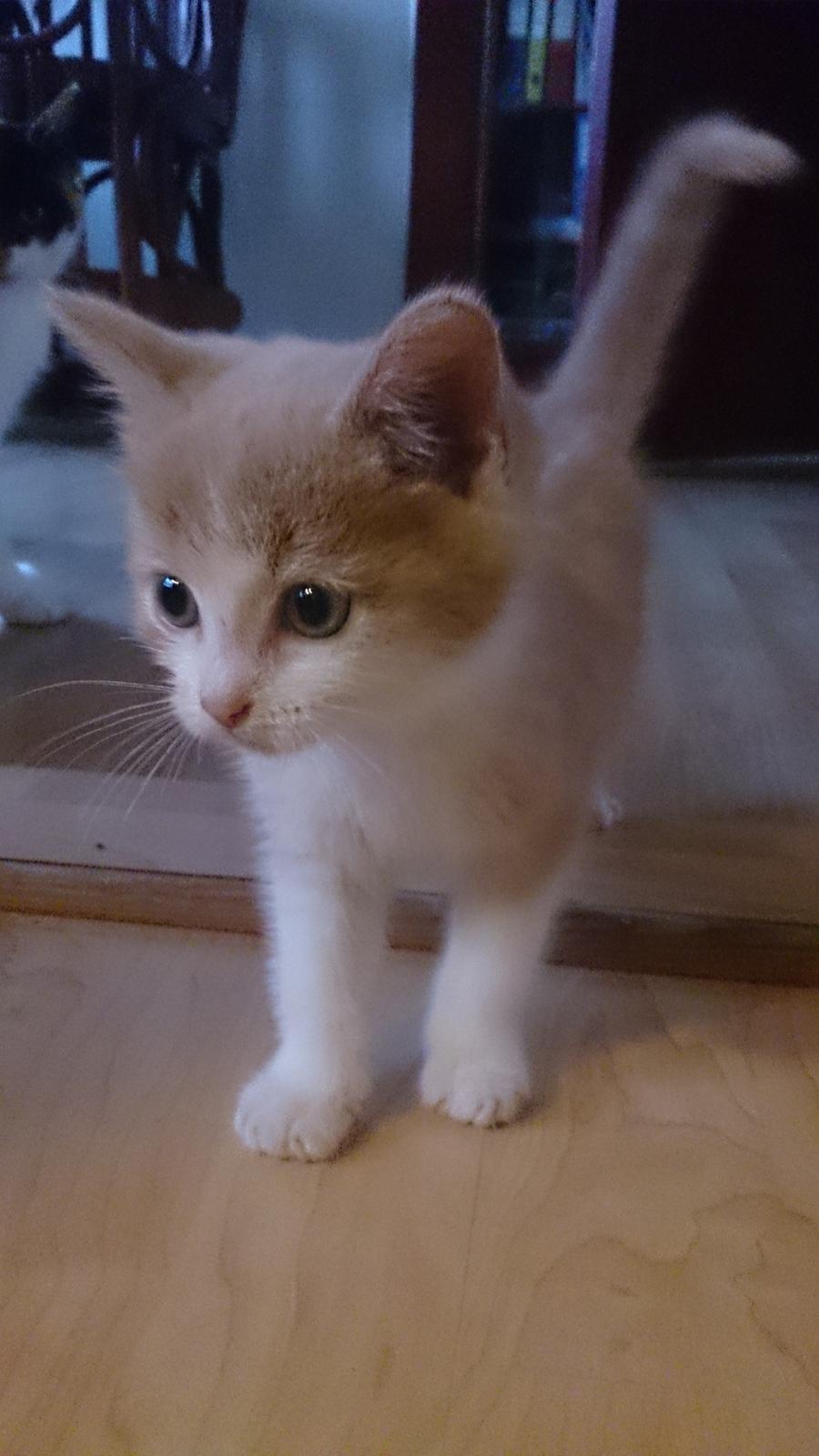 Blanding af racer Grisling (Blegfis) billede 7