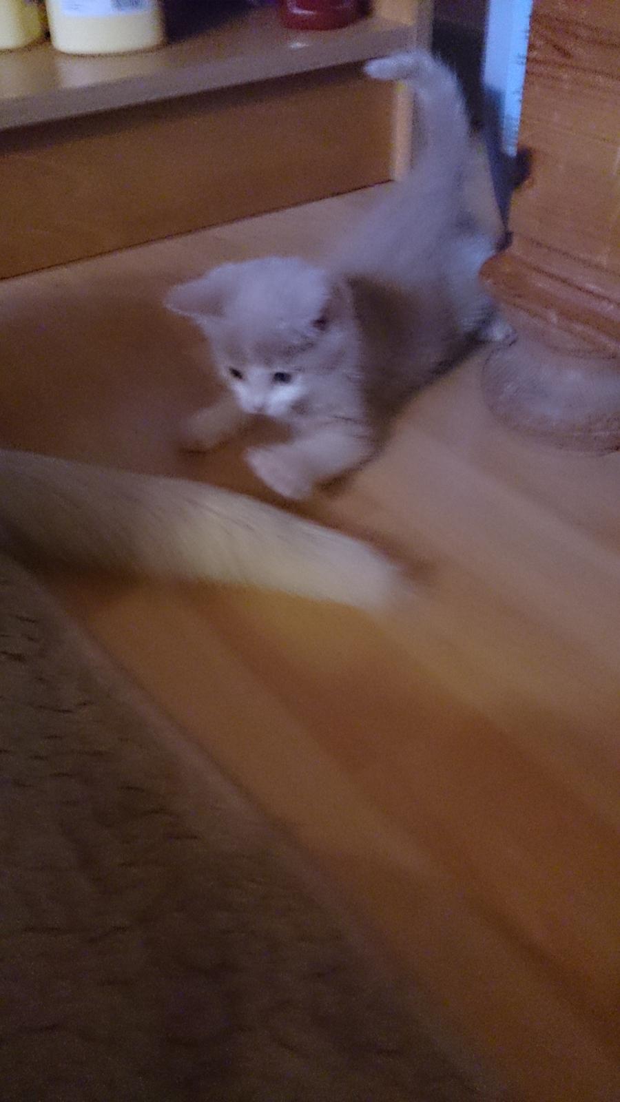 Blanding af racer Grisling (Blegfis) billede 8