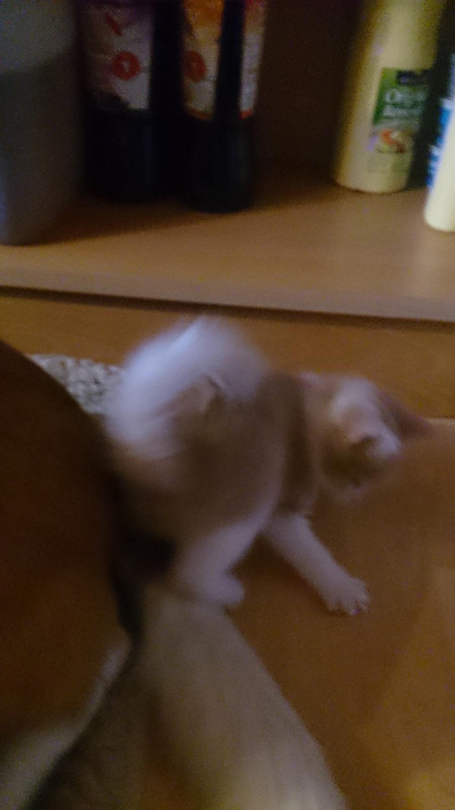 Blanding af racer Grisling (Blegfis) billede 9