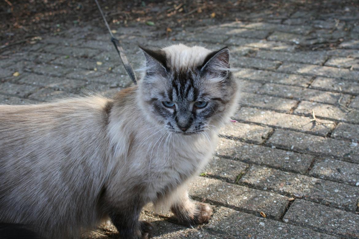 Ragdoll Mille billede 3