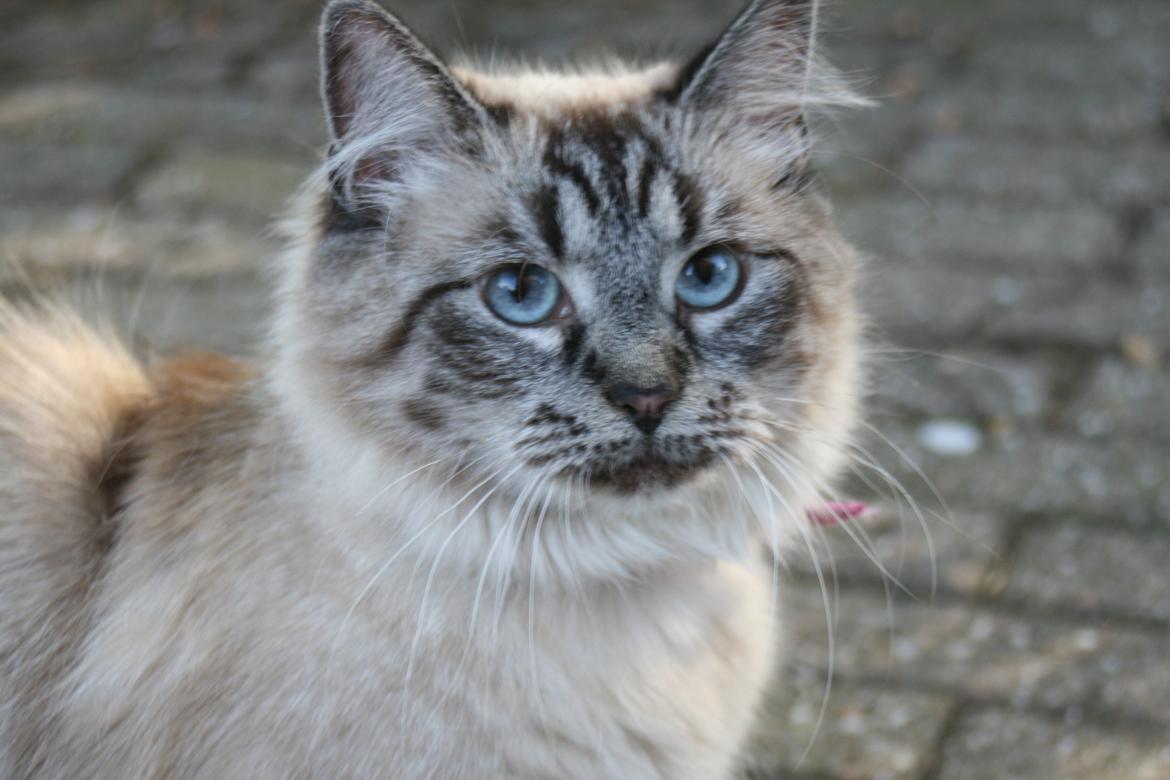 Ragdoll Mille billede 1