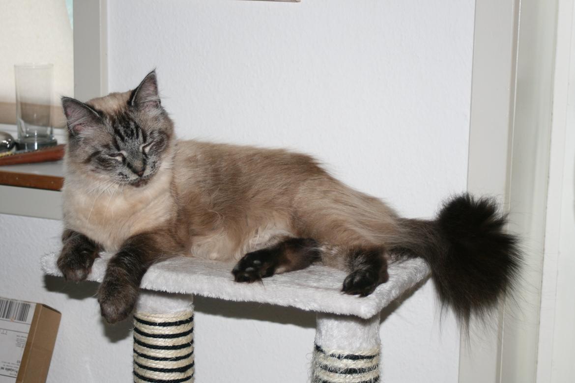 Ragdoll Mille billede 12