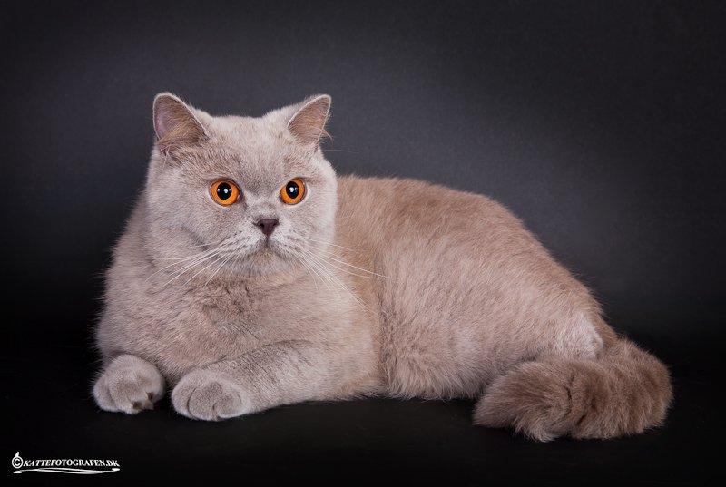 British Shorthair Lady Xiera's Madonna. billede 4