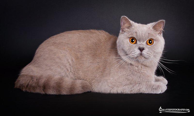 British Shorthair Lady Xiera's Madonna. billede 3