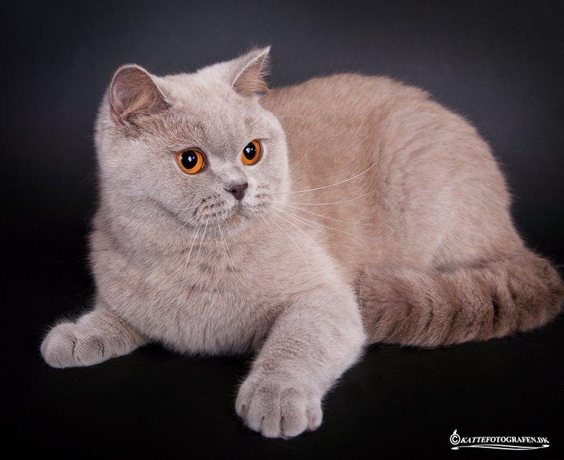 British Shorthair Lady Xiera's Madonna. billede 1