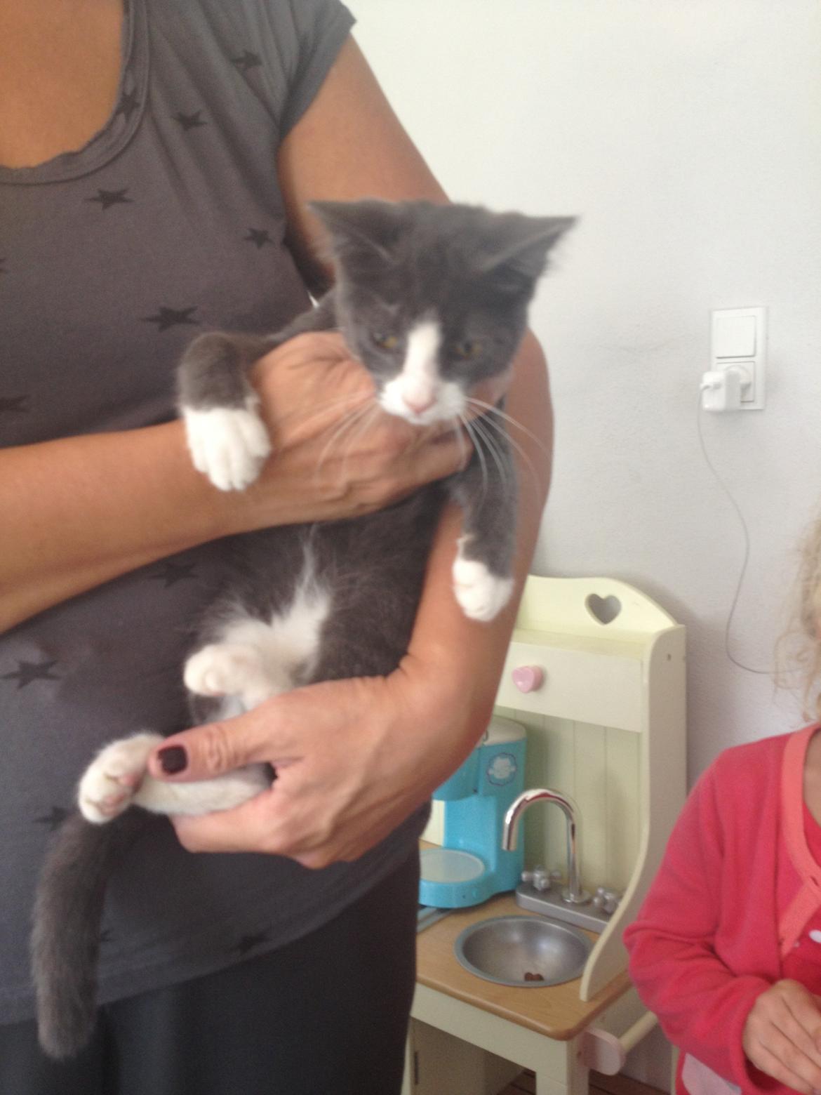 Huskat Oscar Clausen  billede 1