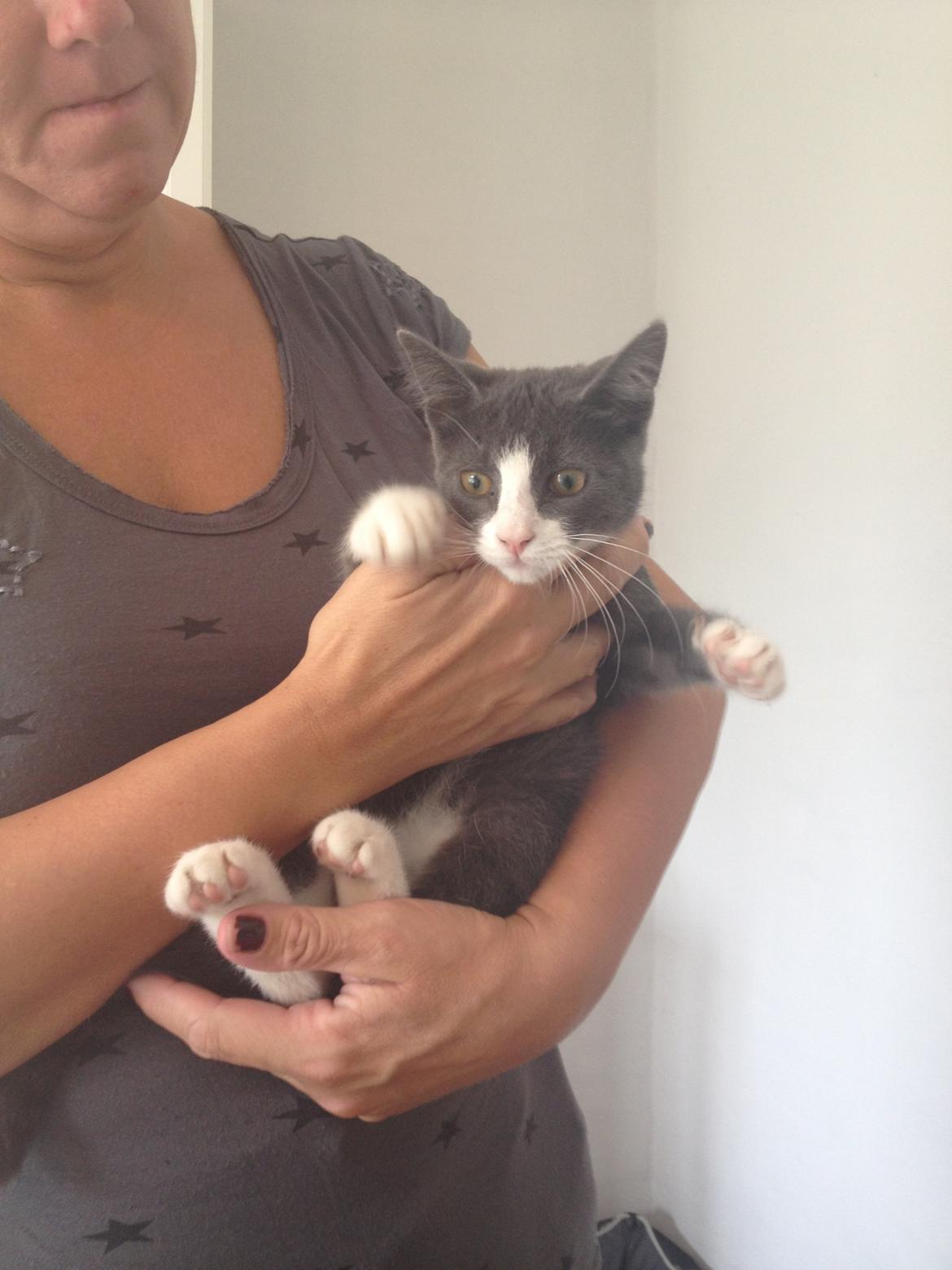 Huskat Oscar Clausen  billede 3