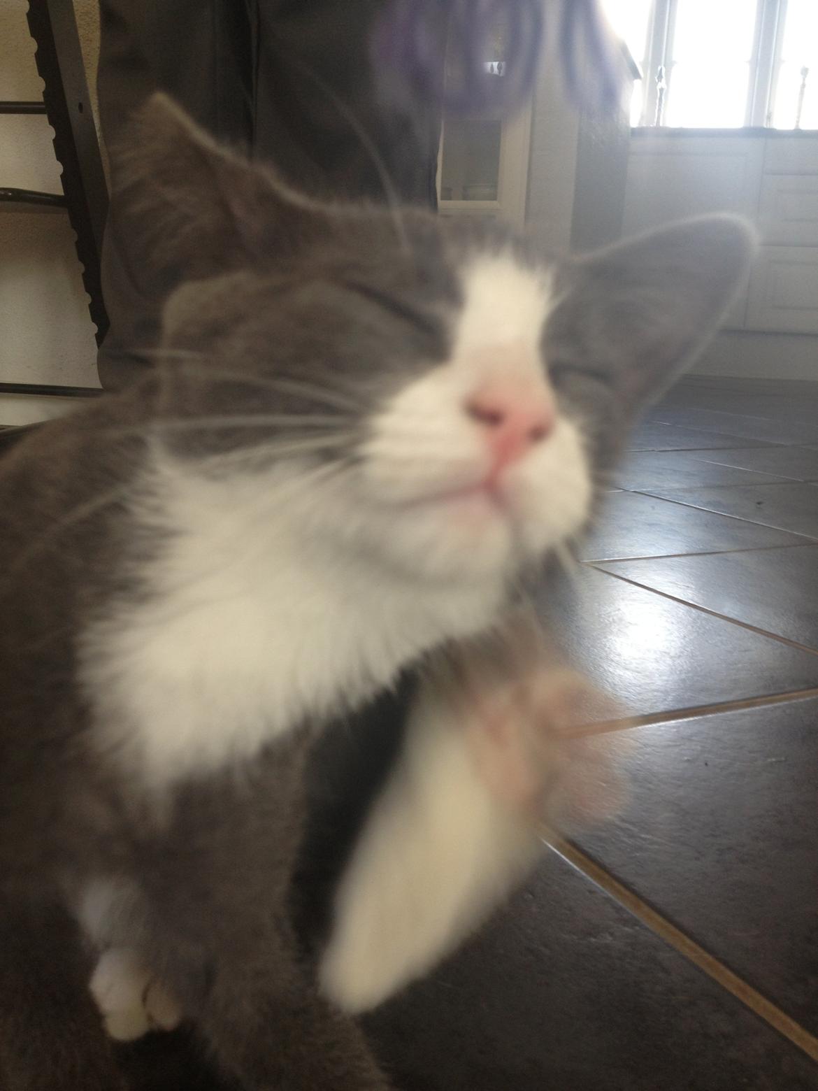 Huskat Oscar Clausen  billede 4