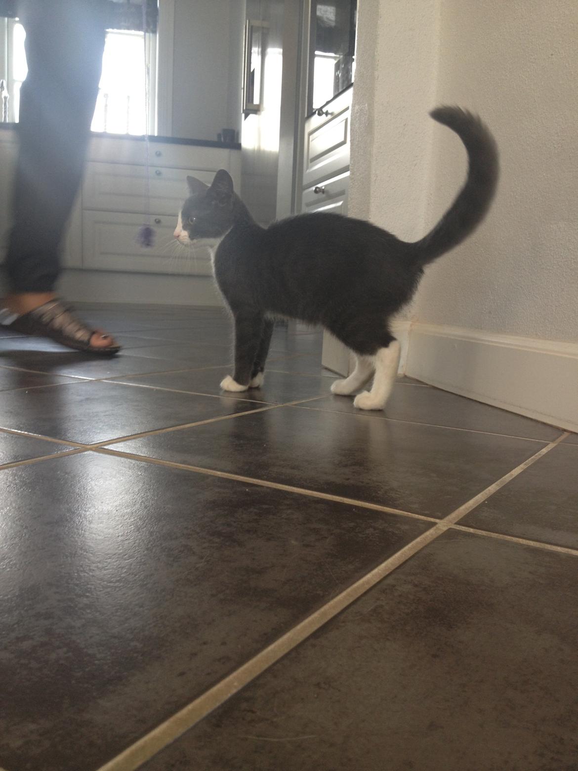 Huskat Oscar Clausen  billede 6