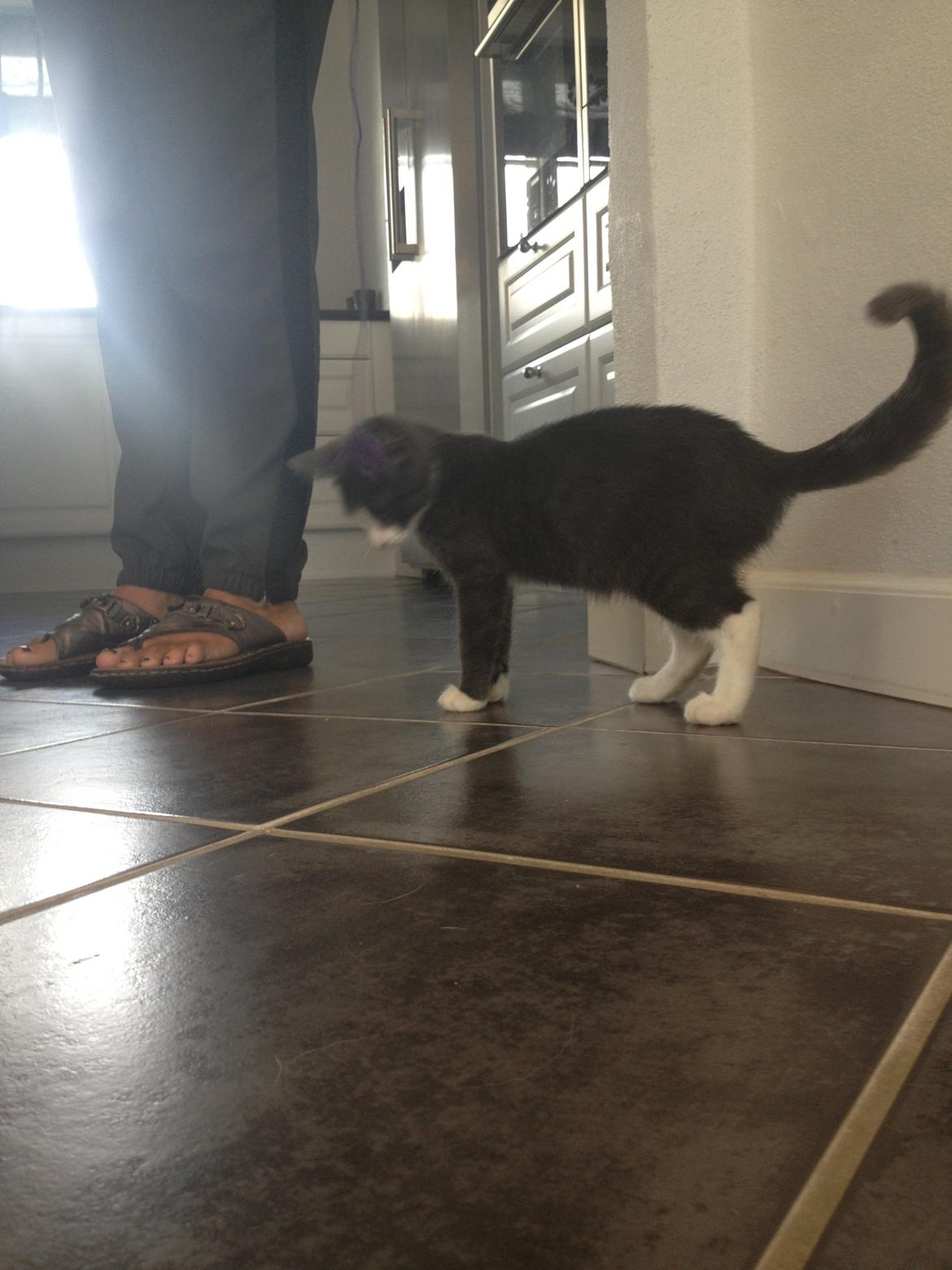 Huskat Oscar Clausen  billede 7