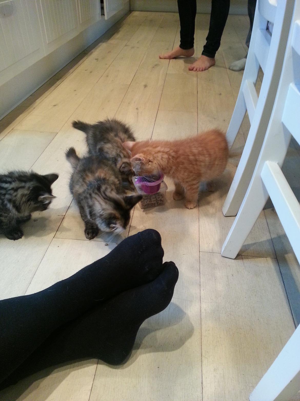 Maine Coon Ludvig - Ludvig med sine søskende. 11 uger billede 1