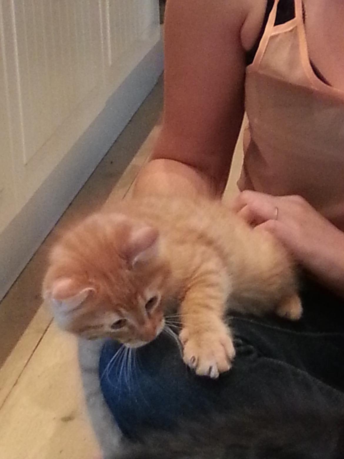 Maine Coon Ludvig - Ludvig 12 uger billede 2