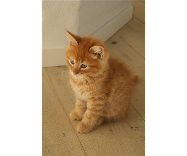 Maine Coon Ludvig - Ludvig 12 uger. Lille charmetrold. billede 3