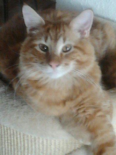 Maine Coon Ludvig - Ludvig 6 mdr billede 4